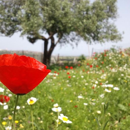 Galilee Bedouin Camplodge Tabash Exterior foto